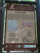 40 Alla 'Trebulina pisena' , Santella Madonna di Lourdes, ormai rudere